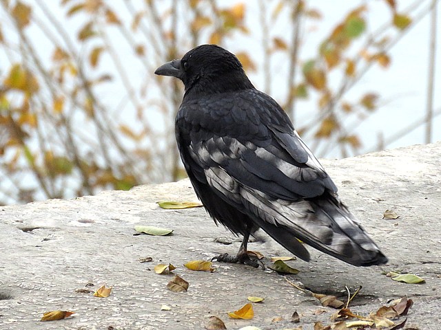 Corneille noire ailes cartes