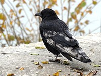 Corneille aux plumes blanchâtresl