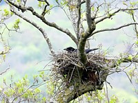 Corneille noire, corvus corone