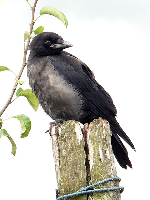 Jeune corneille noire