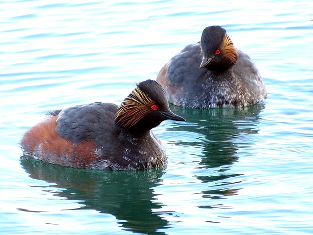 grèbe à cou noir, podiceps nigricollis