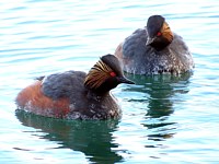 Grèbe à cou noir, podiceps nigricollis