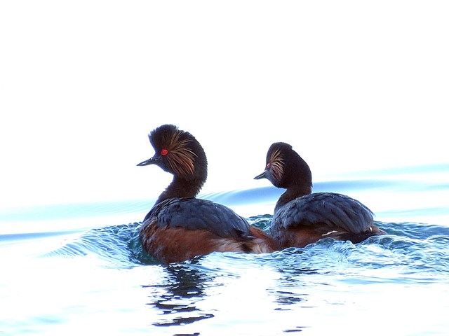 grbe  cou noir, podiceps nigricollis