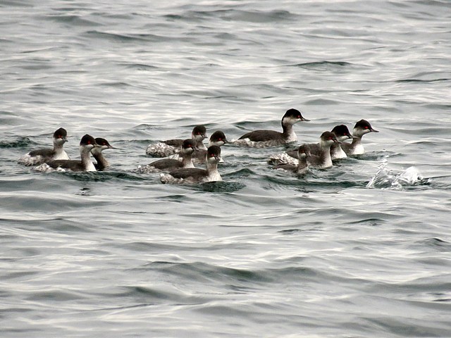 grbe  cou noir, podiceps nigricollis