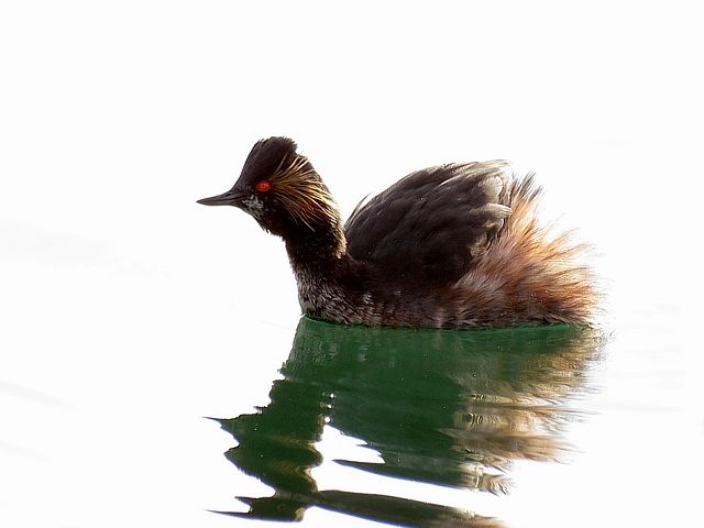 grbe  cou noir, podiceps nigricollis