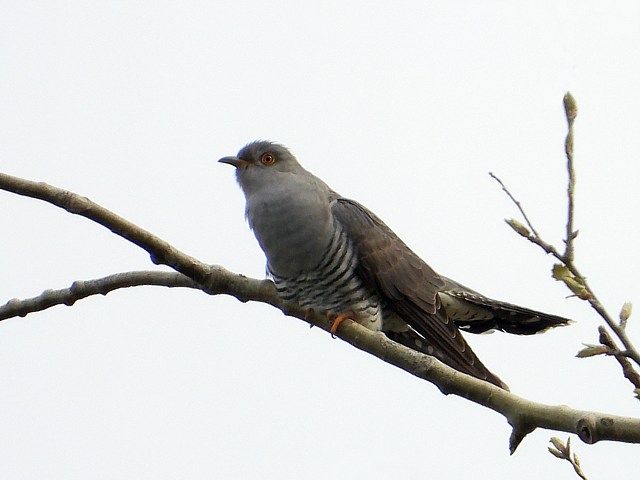 Coucou gris, cuculus canorus