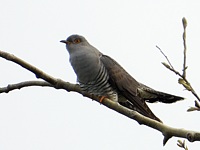 Coucou gris, cuculus canorus