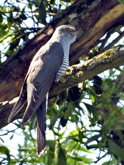 Coucou gris, cuculus canorus