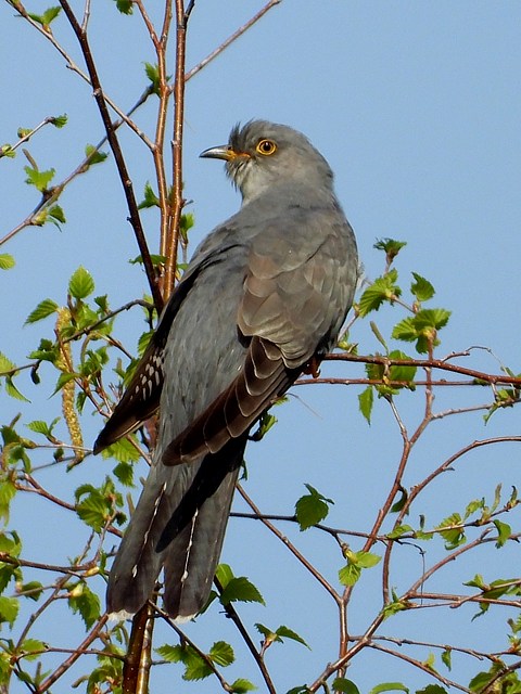 Coucou gris, cuculus canorus