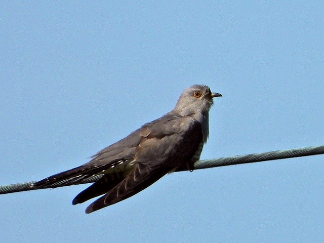 Coucou gris, cuculus canorus