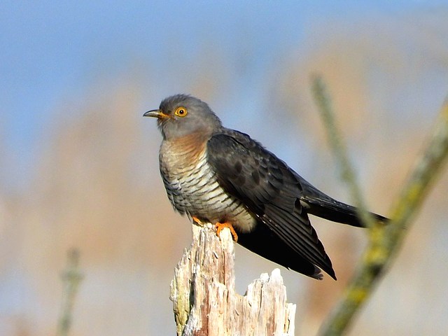 Coucou gris, cuculus canorus