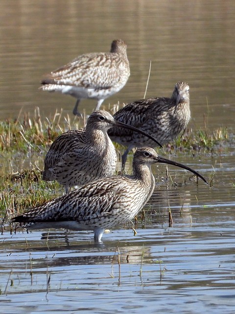 Héron pourpré, ardea purpurea
