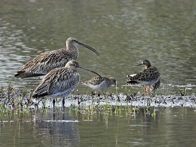 Courlis et combattants