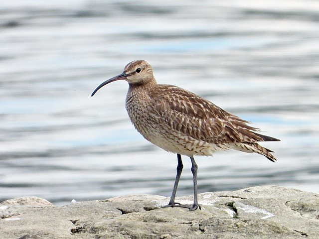 Courlis corlieu, numenius phaeopus