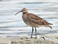 courlis corlieu, numenius phaeopus