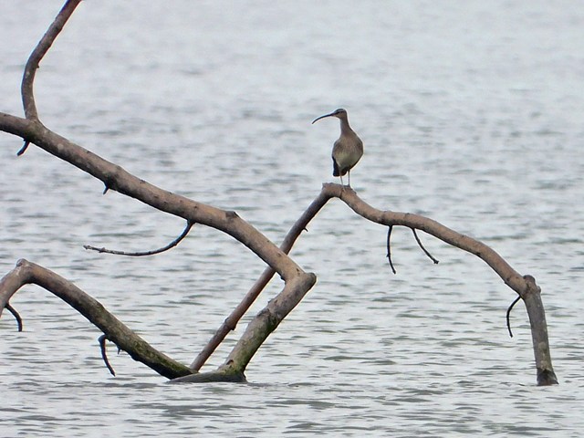Courlis corlieu, numenius phaeopus