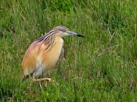 Crabier chevelu, ardeola ralloides