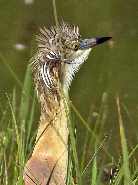 Crabier chevelu, ardeola ralloides