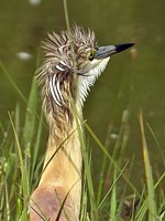 Crabier chevelu, ardeola ralloides
