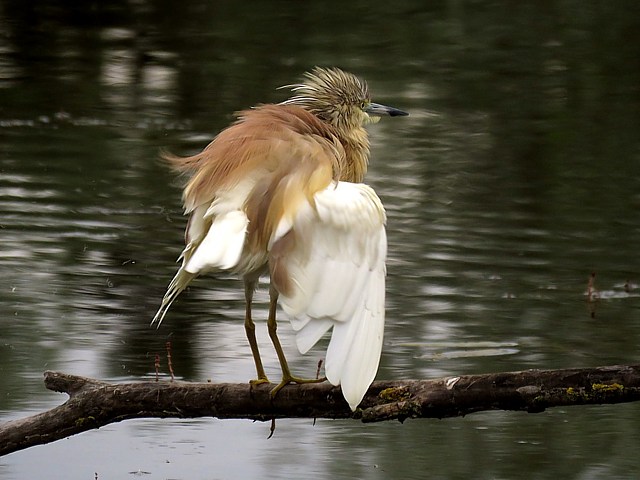 Crabier chevelu ailes dployes