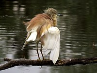 Crabier chevelu