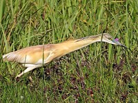 Crabier chevelu au Fanel