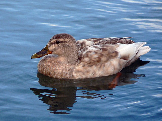 Colvert leucique