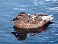 Canard hybride