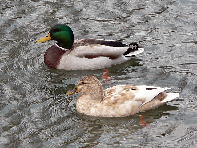 Colvert et hybride