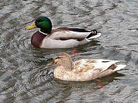 Canard hybride