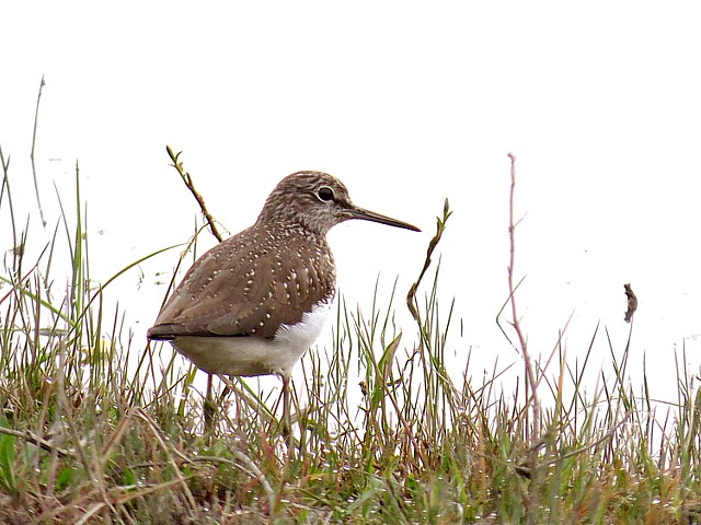 Chevalier culblanc, tringa ochropus