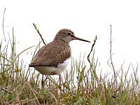 Chevalier culblanc, tringa ochropus