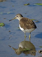 Chevalier culblanc, tringa ochropus