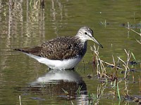 Chevalier culblanc, tringa ochropus
