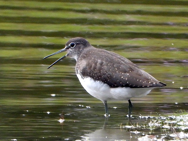 Tringa ochropus