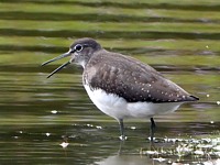 Tringa ochropus