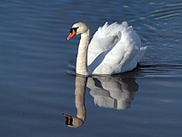 Cygne tuberculé, cygnus olor