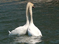 Parade de cygnes