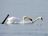 Accouplement de cygnes
