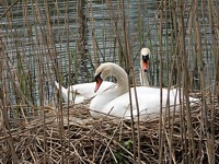 Nid de cygnes