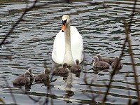 Portée de cygnes