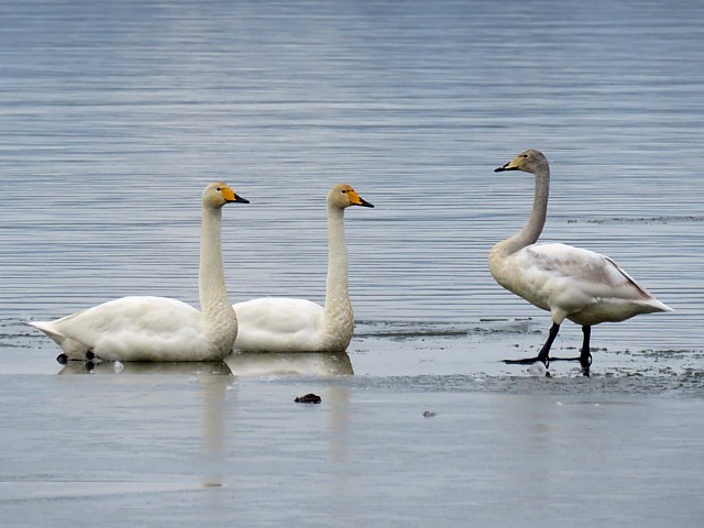 Cygnes chanteurs, cygnus cygnus