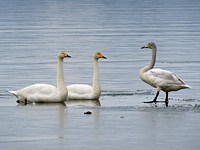 Cygnes chanteurs, cygnus cygnus