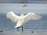 Cygnes chanteurs en vol
