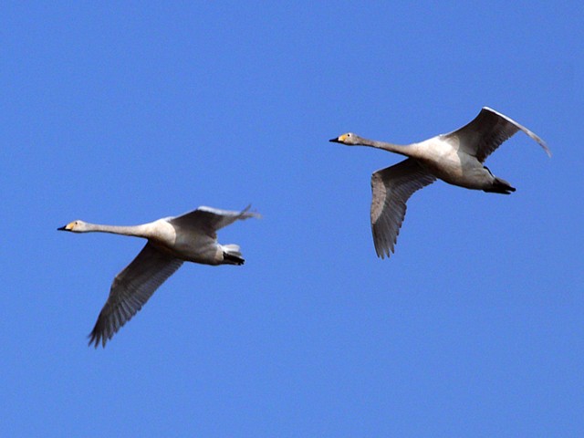Cygnes chanteurs en vol