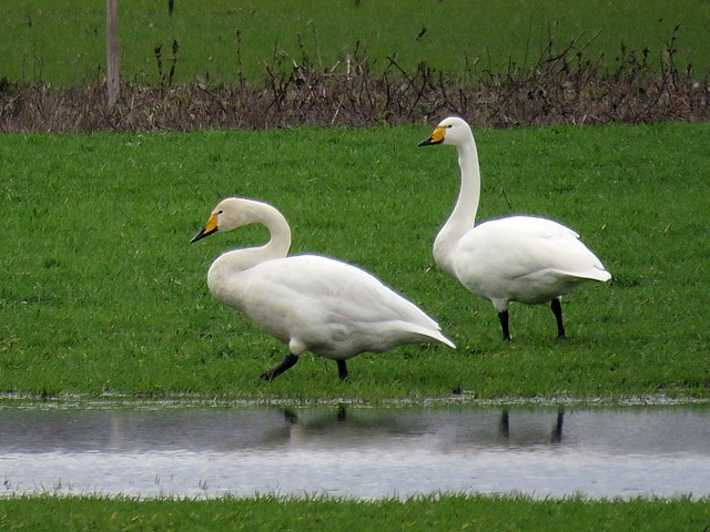 Cygnes chanteurs dans un champ