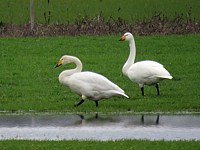 Cygnes chanteurs dans un champ