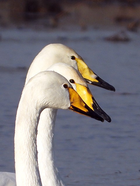 Bec du cygne chanteur