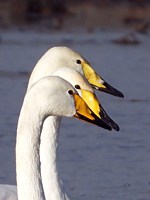 Têtes de cygnes chanteurs