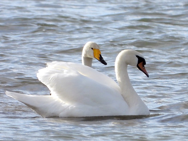 Cygnes chanteurs, cygnus cygnus